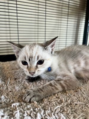 Fitz, Baby Male Siamese