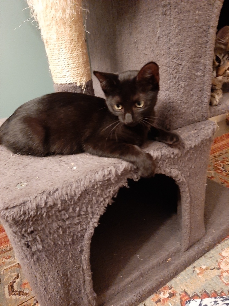 Ella, an adoptable Domestic Short Hair, Bombay in Lafayette, CO, 80026 | Photo Image 1
