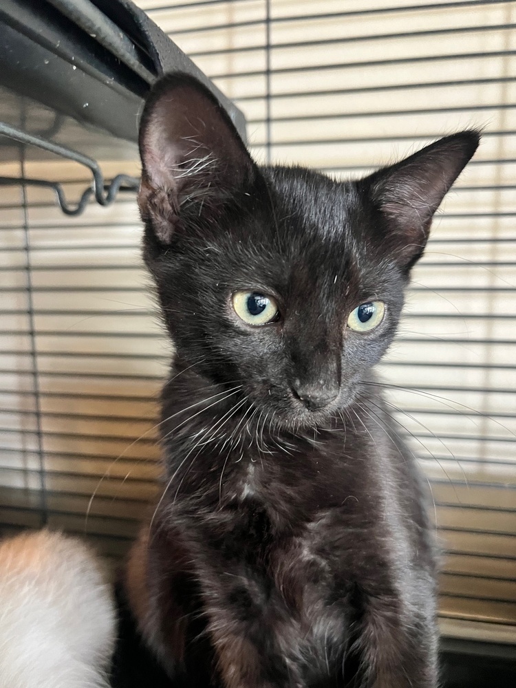 Ella, an adoptable Domestic Short Hair, Bombay in Lafayette, CO, 80026 | Photo Image 2