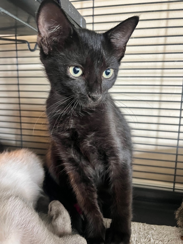 Ella, an adoptable Domestic Short Hair, Bombay in Lafayette, CO, 80026 | Photo Image 3