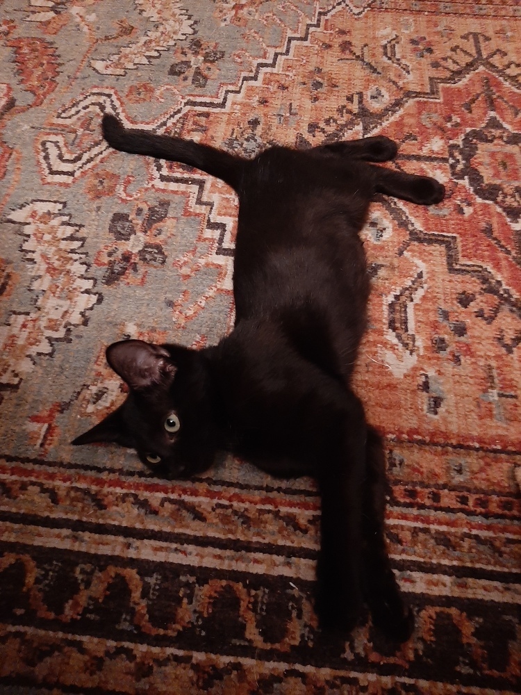 Ella, an adoptable Domestic Short Hair, Bombay in Lafayette, CO, 80026 | Photo Image 4