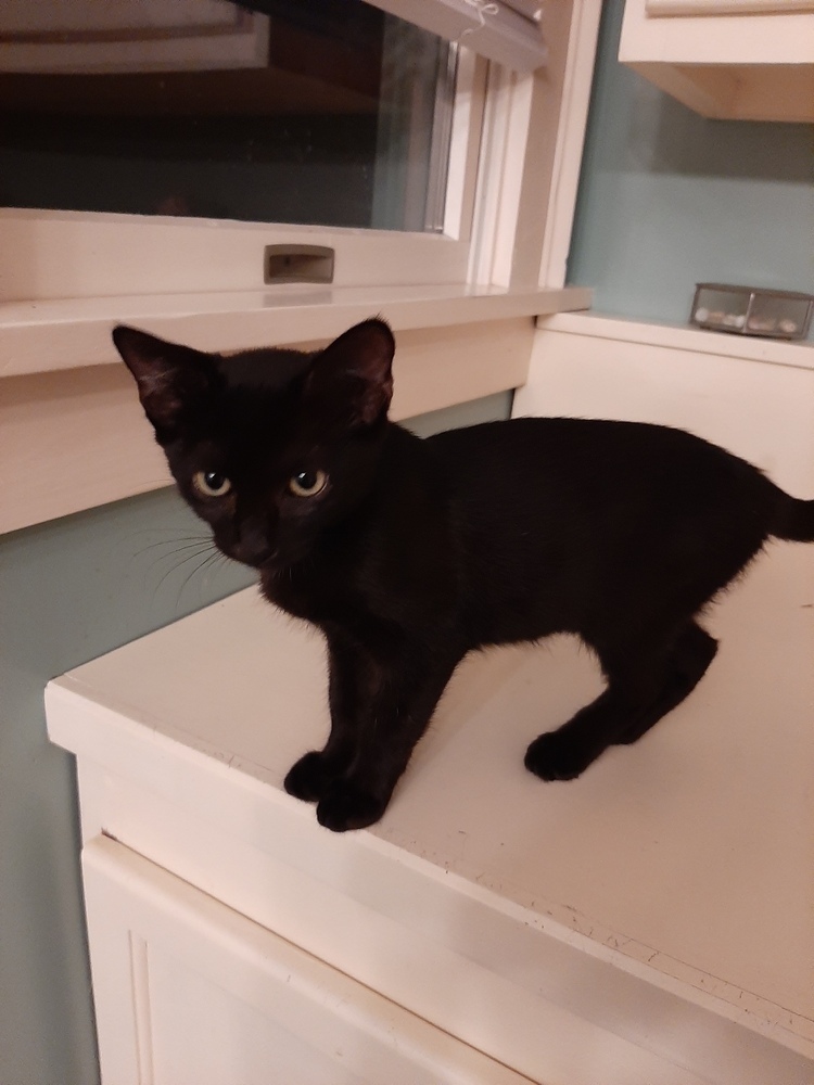 Ella, an adoptable Domestic Short Hair, Bombay in Lafayette, CO, 80026 | Photo Image 5