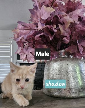 Shadow, Adult Male Domestic Short Hair