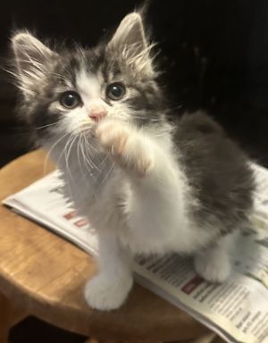 Brenna, Baby Female Domestic Long Hair