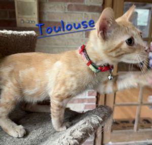 Toulouse 2168, Baby Male Domestic Short Hair