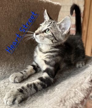 Heart Street 2156, Baby Male Domestic Short Hair