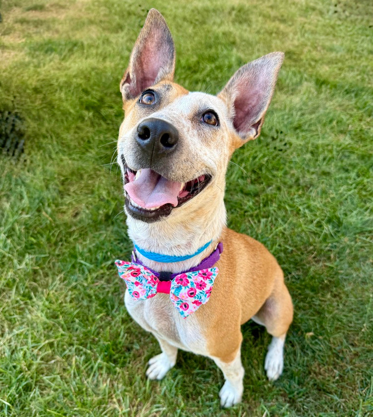Dobby, an adoptable Australian Cattle Dog / Blue Heeler, Basenji in Middletown, CT, 06457 | Photo Image 1