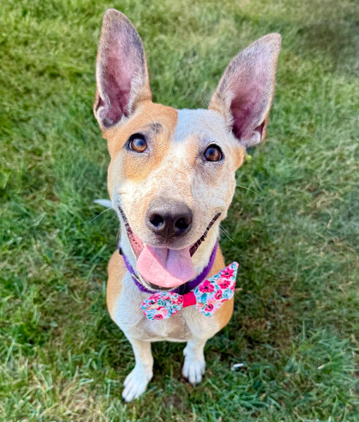 Dobby, an adoptable Australian Cattle Dog / Blue Heeler, Basenji in Middletown, CT, 06457 | Photo Image 2