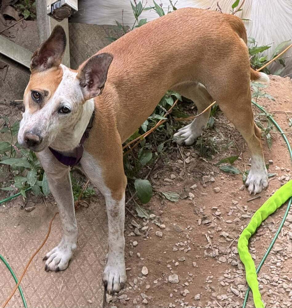 Dobby, an adoptable Australian Cattle Dog / Blue Heeler, Basenji in Middletown, CT, 06457 | Photo Image 3