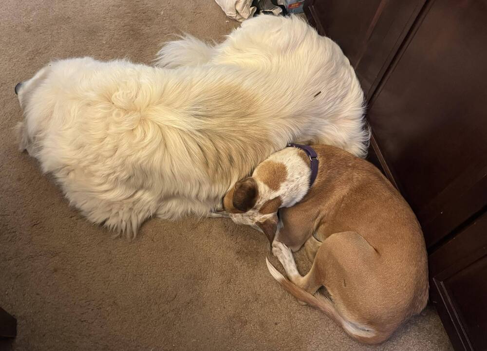 Dobby, an adoptable Australian Cattle Dog / Blue Heeler, Basenji in Middletown, CT, 06457 | Photo Image 4