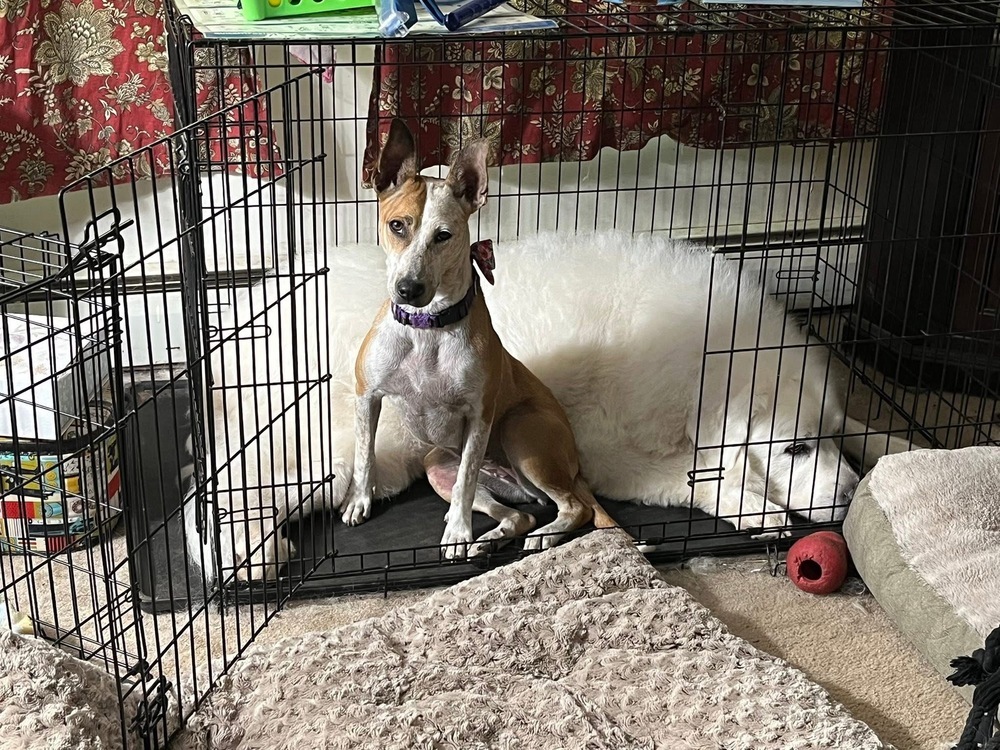 Dobby, an adoptable Australian Cattle Dog / Blue Heeler, Basenji in Middletown, CT, 06457 | Photo Image 5