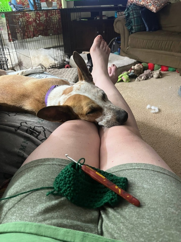 Dobby, an adoptable Australian Cattle Dog / Blue Heeler, Basenji in Middletown, CT, 06457 | Photo Image 6