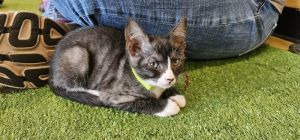 Crepe, Baby Male Domestic Short Hair