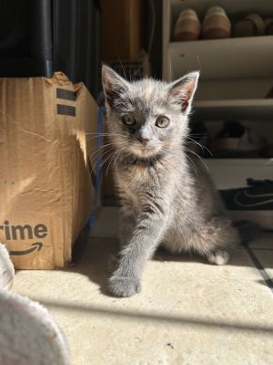 Moon - tortie She is very sweet and kind She loves attention just like her brot