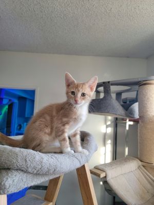 Hi im Stevie Im super friendly and playful Im such a happy cat I purr sooo