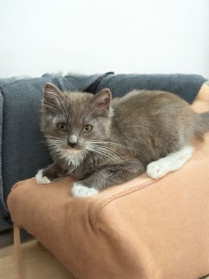 Loves to cuddle and purr TO BE CONSIDERED FOR ADOPTION Please fill out an appl