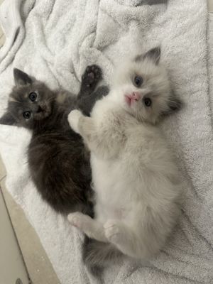 Katsu (courtesy post), Baby Male Domestic Short Hair