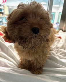 Meet Coconut This sweet 5lb 3-month-old pup is full of bounce love and puppy charm Were still 