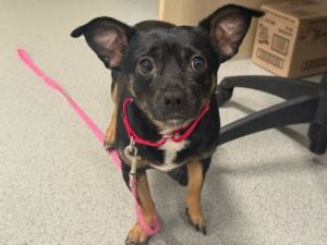 Meet Shrimp This little 21lb chihuahua mix just entered our care after being rightfully scared in t