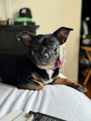 Meet Shrimp Say hello to Shrimp or as his foster parents like to call him Dobby from Harry Potter