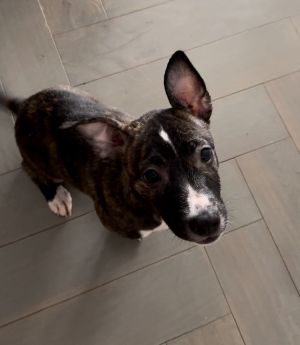 Meet Birdie This sweet 10-week-old girl is full of bounce and love Shes constantly wagging her ta