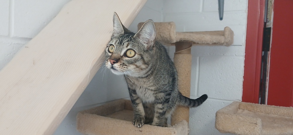 Oppy, an adoptable Domestic Short Hair in Salmon, ID, 83467 | Photo Image 1
