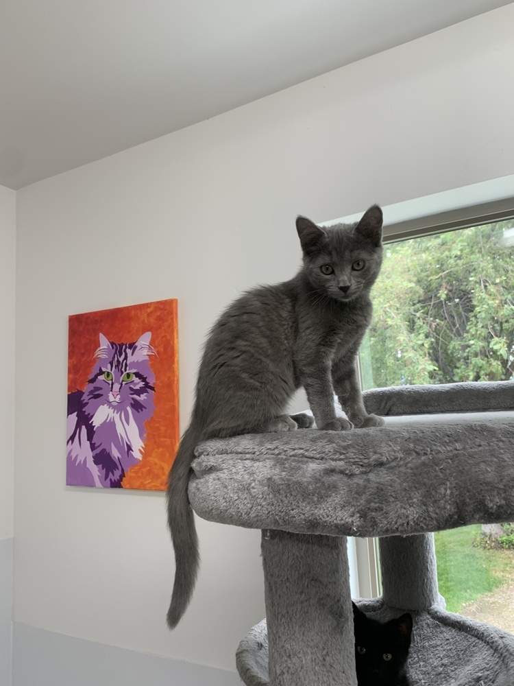 Wren, an adoptable Domestic Short Hair in Salmon, ID, 83467 | Photo Image 1