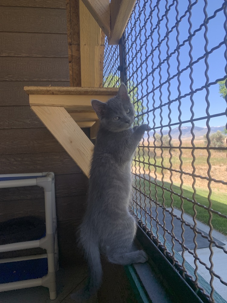 Wren, an adoptable Domestic Short Hair in Salmon, ID, 83467 | Photo Image 2
