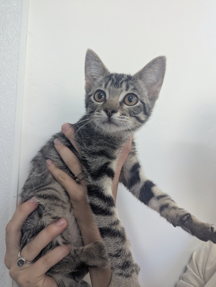 Robin, an adoptable Domestic Short Hair in Salmon, ID, 83467 | Photo Image 1