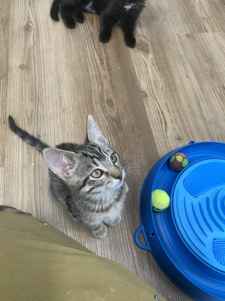 Robin, an adoptable Domestic Short Hair in Salmon, ID, 83467 | Photo Image 2