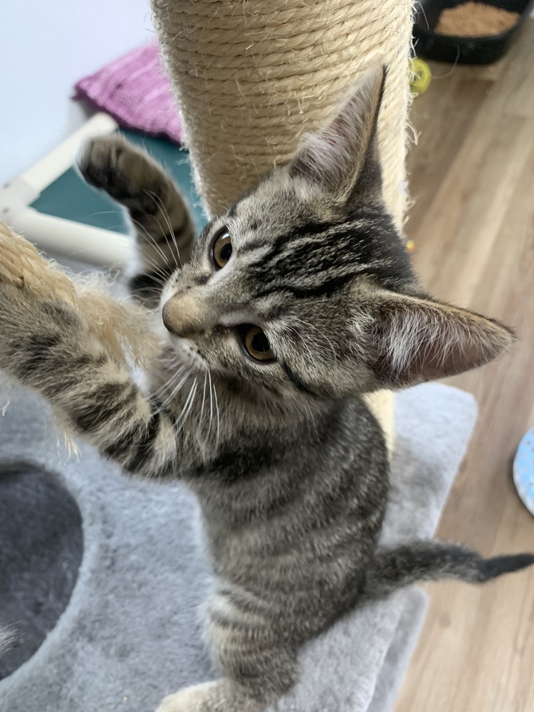 Robin, an adoptable Domestic Short Hair in Salmon, ID, 83467 | Photo Image 3