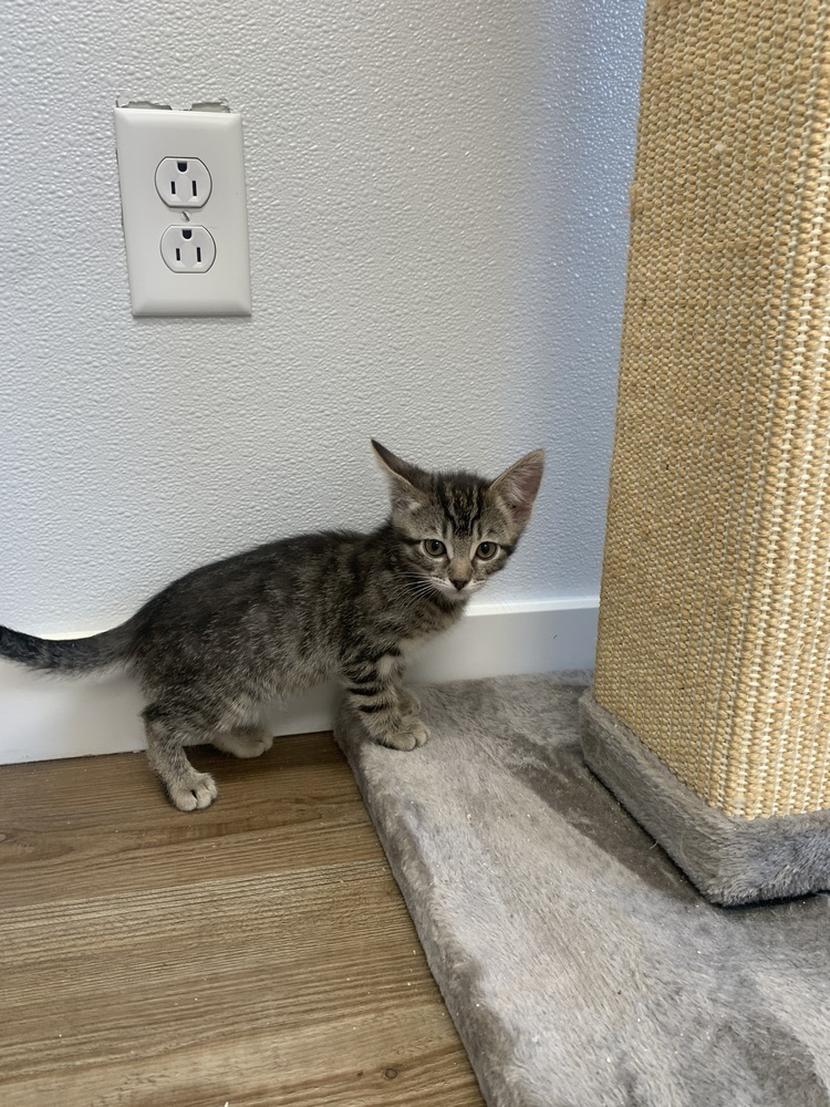 Robin, an adoptable Domestic Short Hair in Salmon, ID, 83467 | Photo Image 4