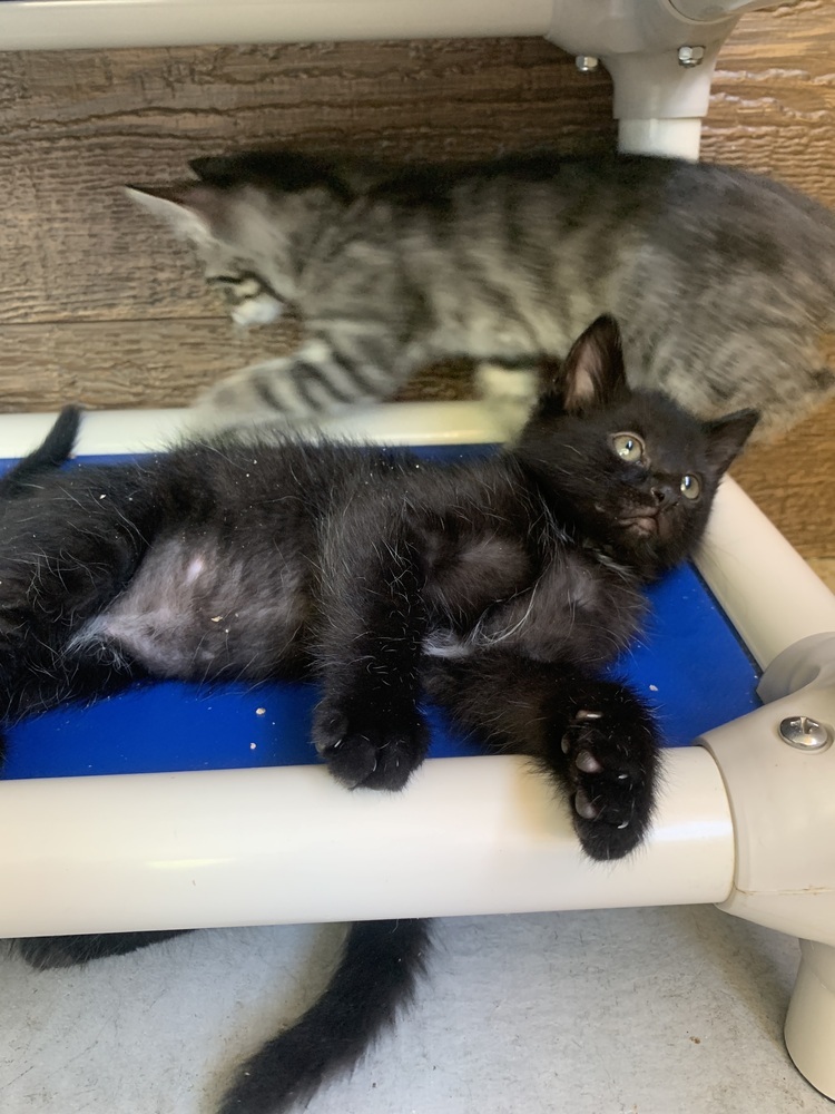 Ronald, an adoptable Domestic Short Hair in Salmon, ID, 83467 | Photo Image 1