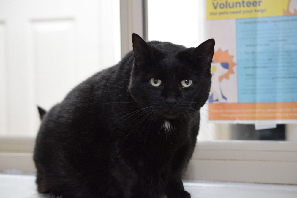 Sky, an adoptable Domestic Short Hair in Salmon, ID, 83467 | Photo Image 1