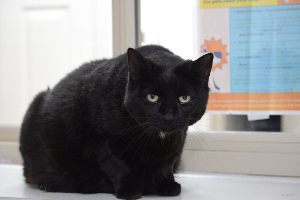 Sky, an adoptable Domestic Short Hair in Salmon, ID, 83467 | Photo Image 2