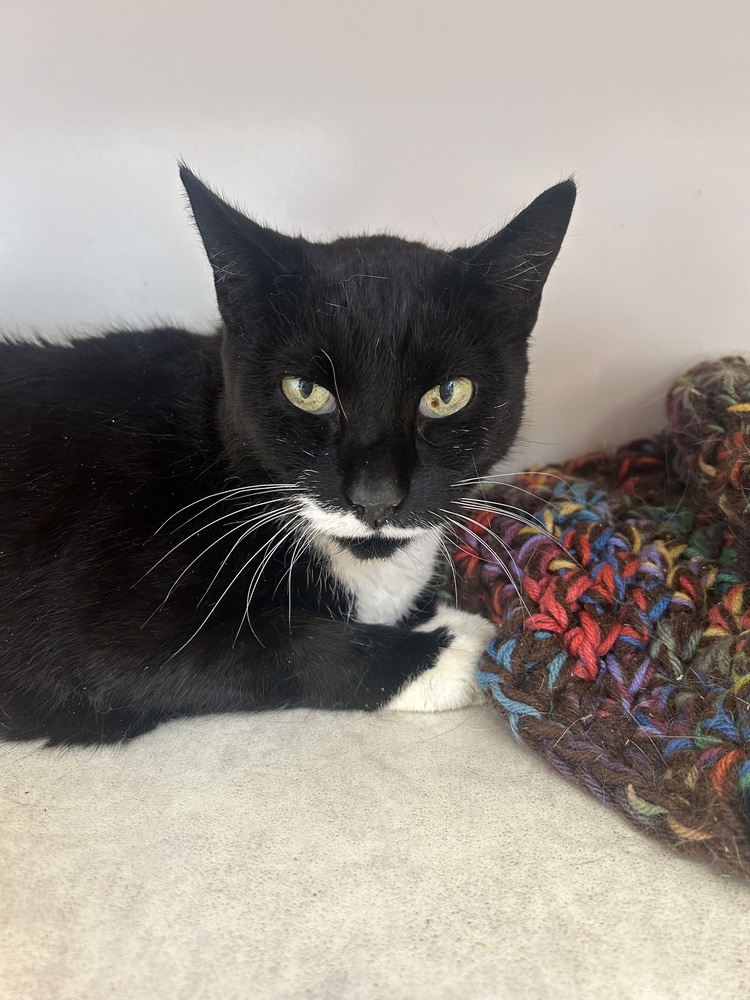 Ellie, an adoptable Domestic Short Hair, Manx in Salmon, ID, 83467 | Photo Image 1