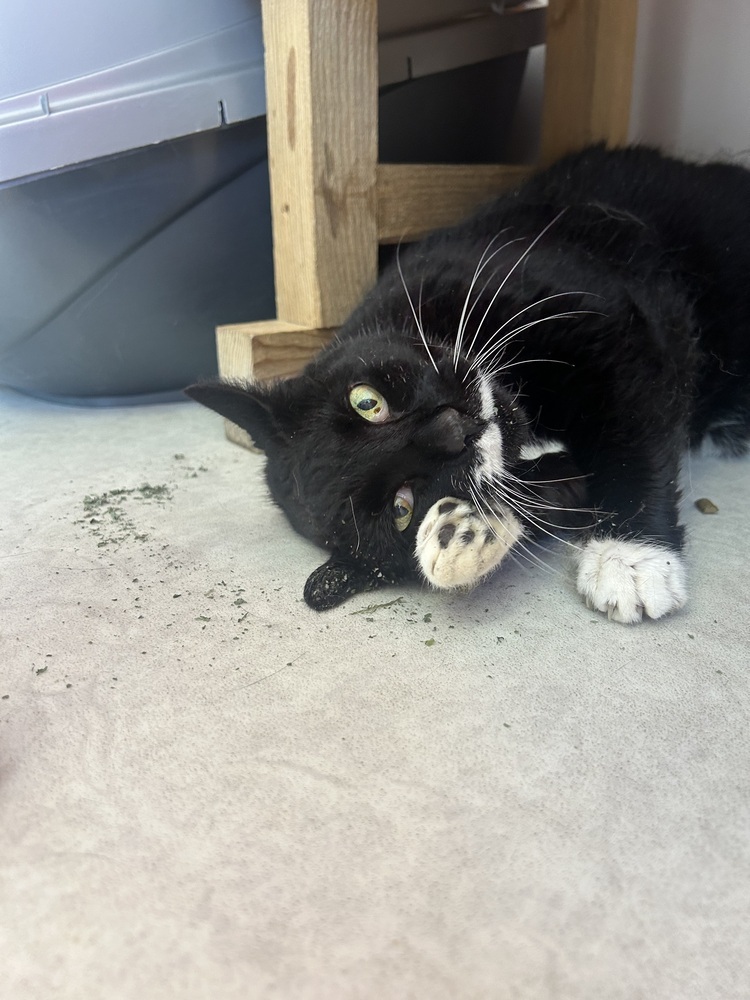 Ellie, an adoptable Domestic Short Hair, Manx in Salmon, ID, 83467 | Photo Image 2