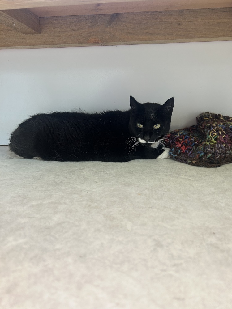 Ellie, an adoptable Domestic Short Hair, Manx in Salmon, ID, 83467 | Photo Image 3