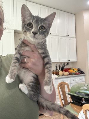 Gnocchi, Baby Female Domestic Short Hair
