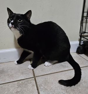Stallone, Young Male Domestic Short Hair