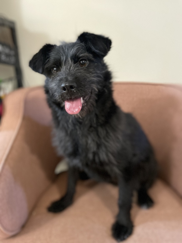 Rico, an adoptable Jindo in Long Island City, NY, 11101 | Photo Image 1