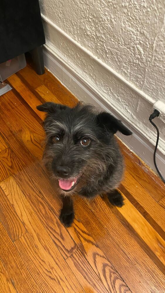 Rico, an adoptable Jindo in Long Island City, NY, 11101 | Photo Image 6
