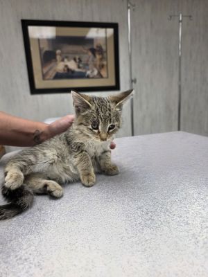 Stiletto-Q, Baby Female Domestic Short Hair