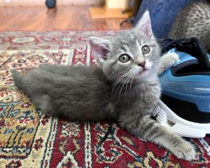 Pai Gow, Baby Female Domestic Short Hair