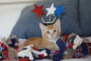 Savory, Baby Male Domestic Short Hair