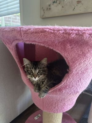 Wheein, Baby Female Domestic Medium Hair