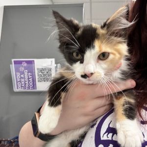 Penny, Baby Female Domestic Medium Hair