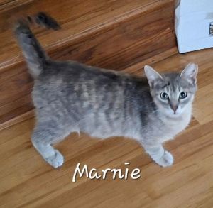 Marnie #Grey-Goddess, Young Female Tabby