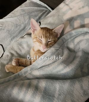 Butterscotch #Litter-of-10, Baby Male Tabby