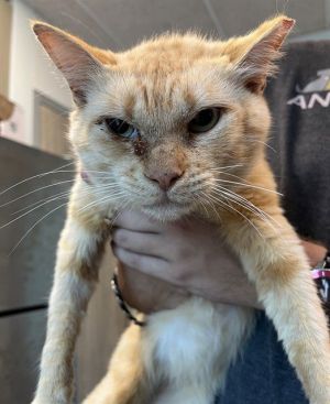 FILLMORE, Adult Male Domestic Short Hair